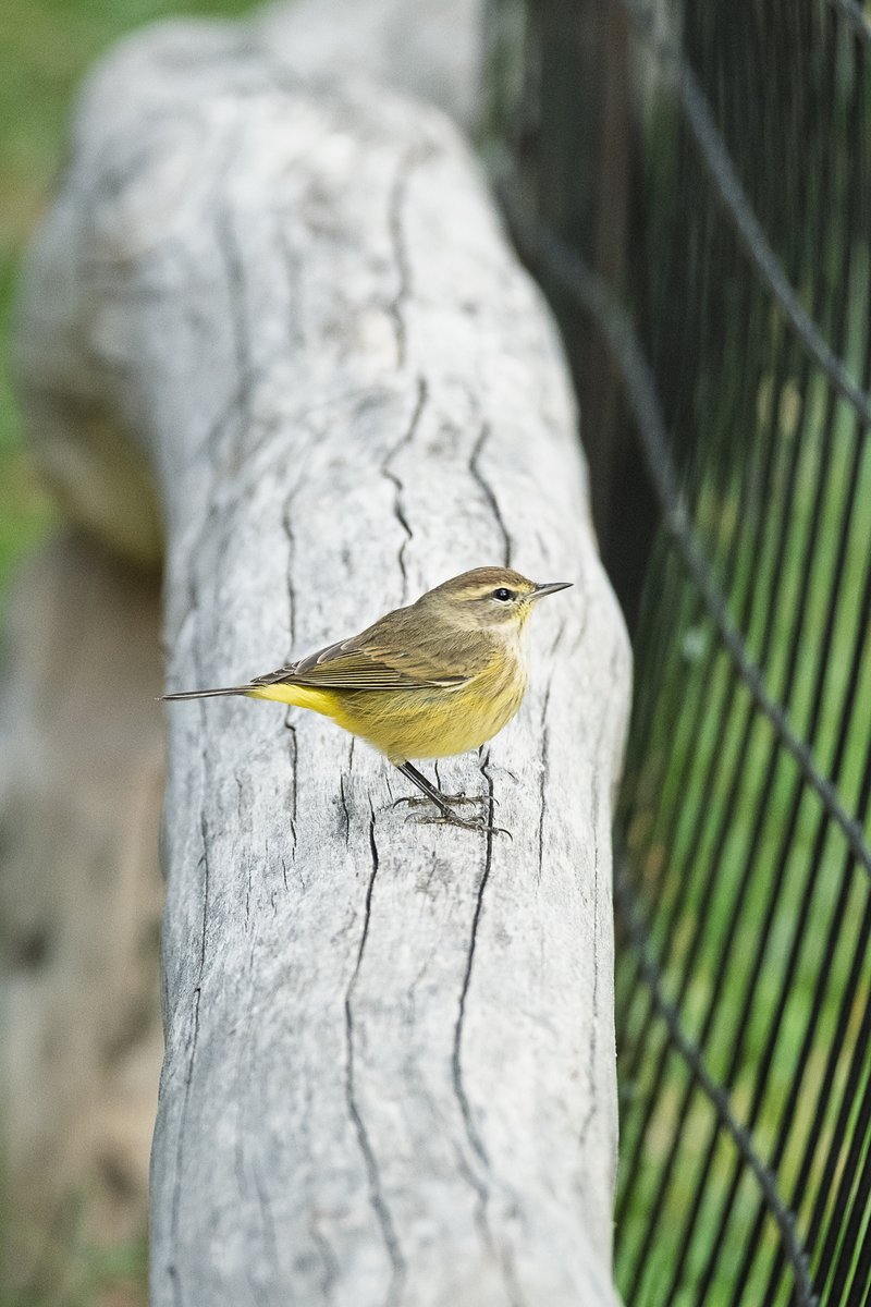 seniawski's tweet image. 2025.10.10. Central Park. Pinetum. Palm Warbler. #birdcpp