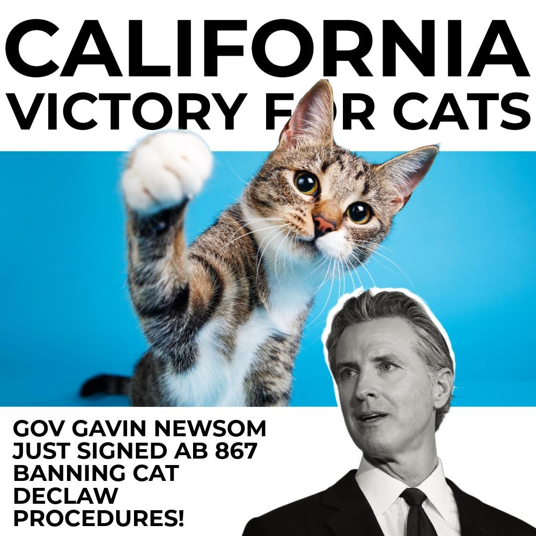 OurHonorVets's tweet photo. BREAKING: Cat declawing is now banned in California! ✊🐱
Thank you to every advocate who wrote, called, testified, and refused to stay silent.
This is your victory — and it belongs to every cat who will finally keep their claws and their dignity.
#AB867 #BanDeclaw #VeterinaryMedicine #VetMed #AnimalRescue #VeterinaryCare #VetStudent #animalwelfare #animalrights #veterinarian #OurHonor #onehealth #VeterinaryLeadership #VeterinaryEthic