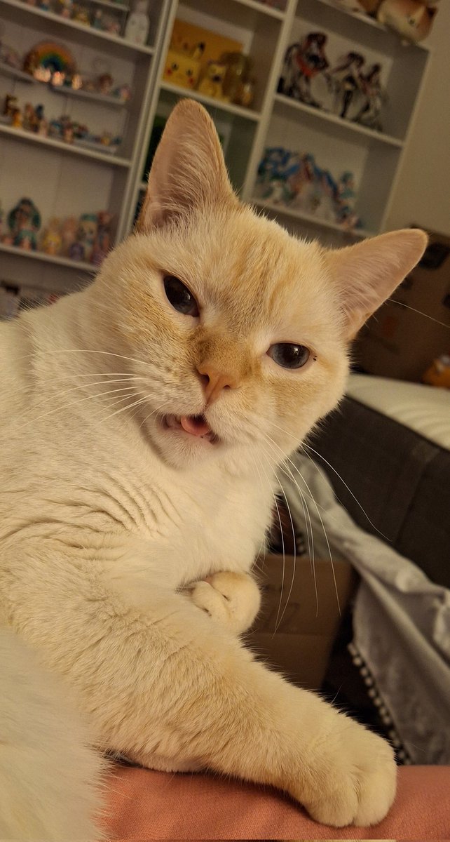 babydogfanclub's tweet image. a wonderful baby dog friday to everyone!!