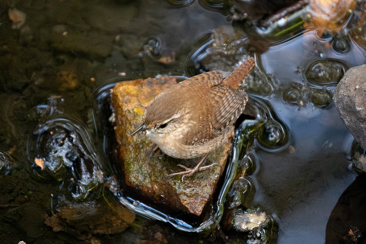 seniawski's tweet image. 2025.10.10. Triplets Bridge. Winter Wren. #birdcpp