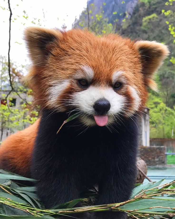 anacrescenciart's tweet image. I&apos;ll drop a red panda here, hit like or rep   ya 💗 (selective)