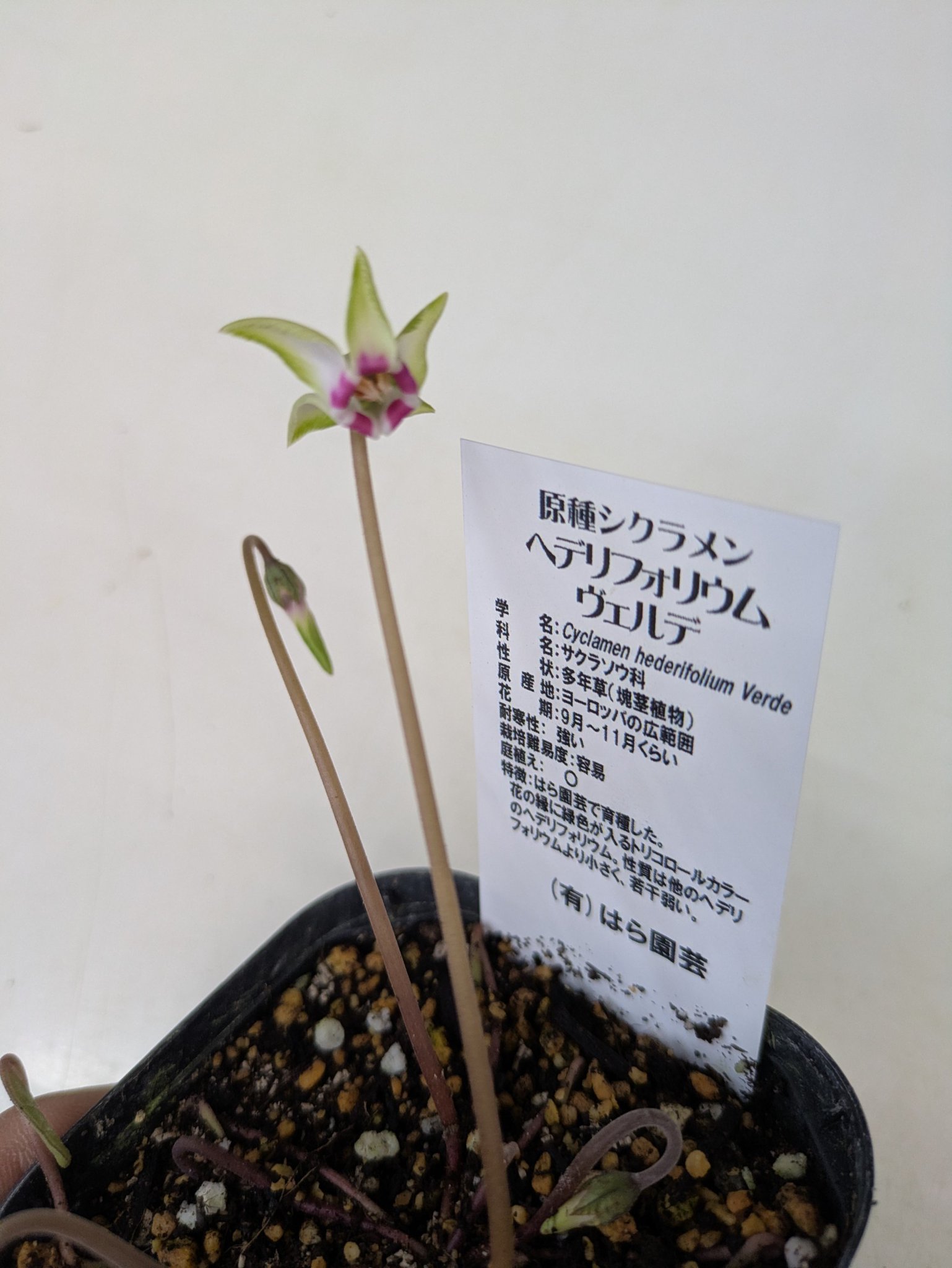 MINATO 原種シクラメン　ヘデリフォリウム　ヴェルデ MINATO様 専用 原種シクラメン ヘデリフォリウム ヴェルデ 原種