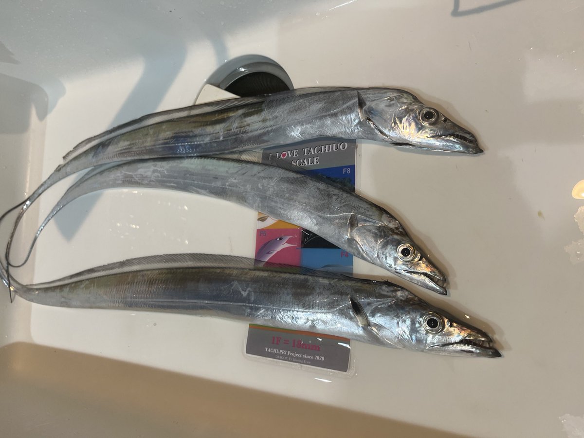 tohitsu_1012's tweet photo. 🍊初めての場所で太刀魚ウキ釣り。
昨日23時から7時まで
釣果　F2.5   3匹
到着後、釣果なんて気にしない���なんて言いながら約6時間太刀魚らしい当たり無し😭
朝のジアイ待ちも何の保証も無く諦めかけた時に釣れてるおっちゃん発見。
俄然やる気でて3匹を運良くゲット。

#ＵＫＩタチプリチーム戦 https://t.co/Ge41FJJoge