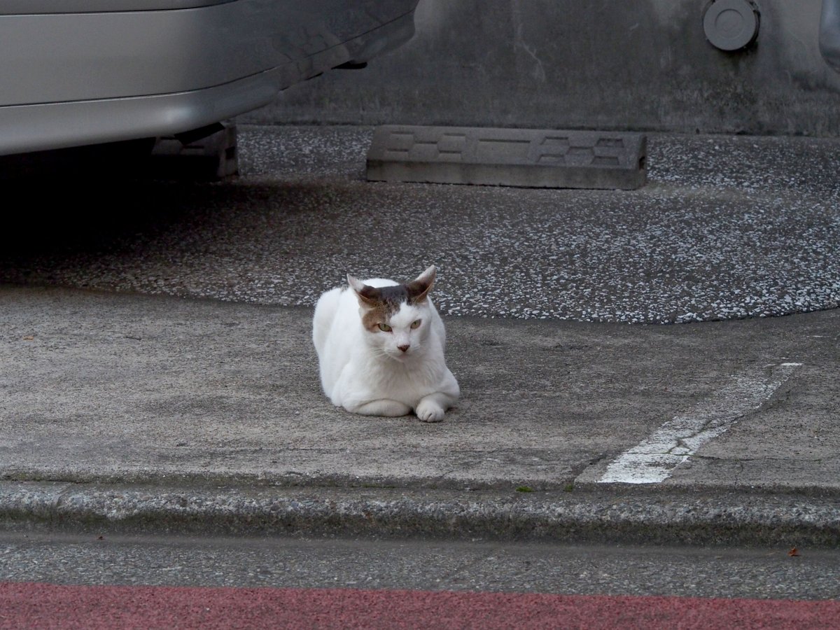 modern2next's tweet image. おはようございます(^^)

三連休初日は雨…
今日の来客予定は先方の都合により
明日に変更になったので
個人的には自宅からでなくて良いのでラッキー♪

なので、𝕏のタイムラインにも出てくる
Sora2で生成した動画
招待コードが必要みたいなんだけど
手に入れる方法を探索する三連休初日です