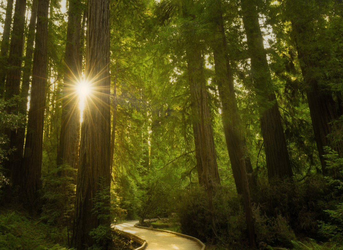 CynicalPublius's tweet image. 📸PRE-LONG WEEKEND PHOTOGRAPHY TIMELINE CLEANSE📸

As we ponder the reality that Democrats want us all dead, perhaps some natural beauty can lighten the mood.

This is in Muir Woods National Monument, north of San Francisco, California, USA.  If you are ever in SF for business or…
