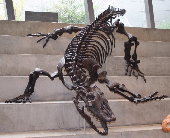 VaheRocks's tweet image. #FossilFriday Skeleton of the megalania (Varanus priscus)