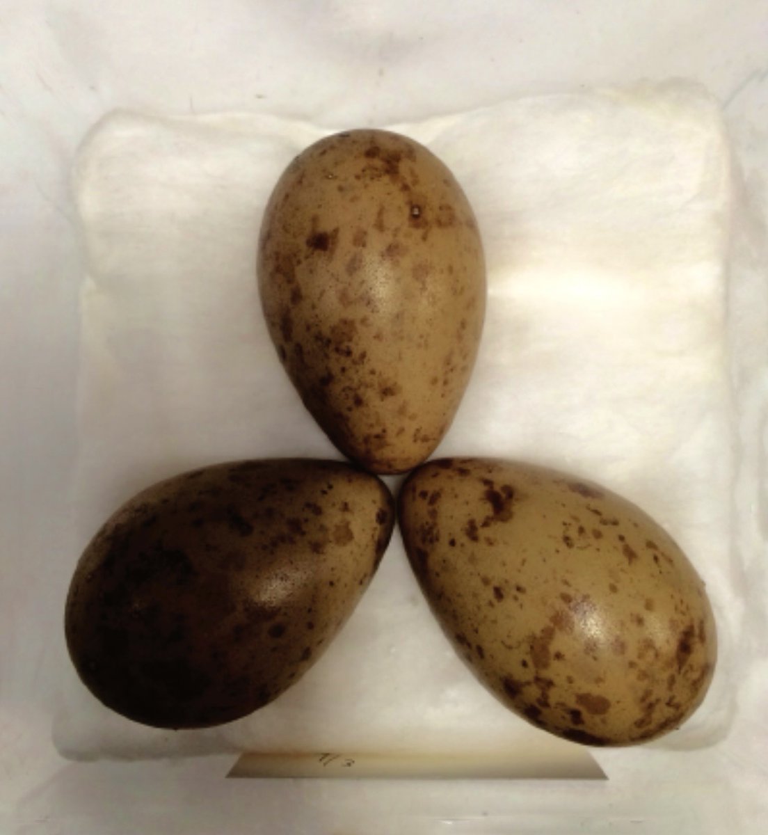 #Extinction

Three eggs laid by one of the last slender-billed curlews.

Officially confirmed extinct by IUCN October 10, 2025.

She invested in the future of her species; we invest in wiping them out.