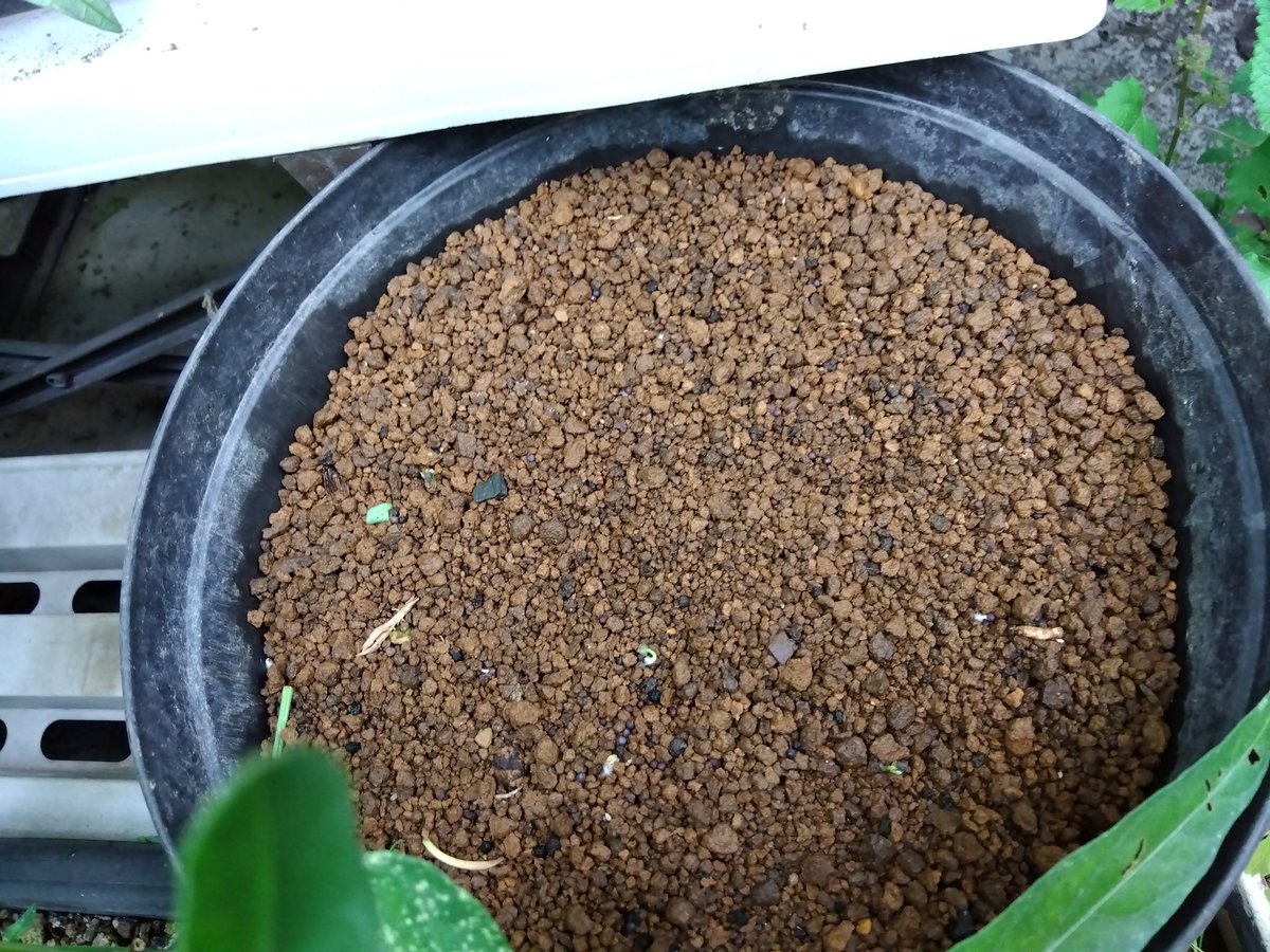 家庭菜園❗️
空芯菜はそろそろ最終収穫かな🤔
白菜、サニーレタス、小松菜を
種まきしました😙
発芽もしているので大丈夫そう🤩
収穫楽しみです❗️
#家庭菜園