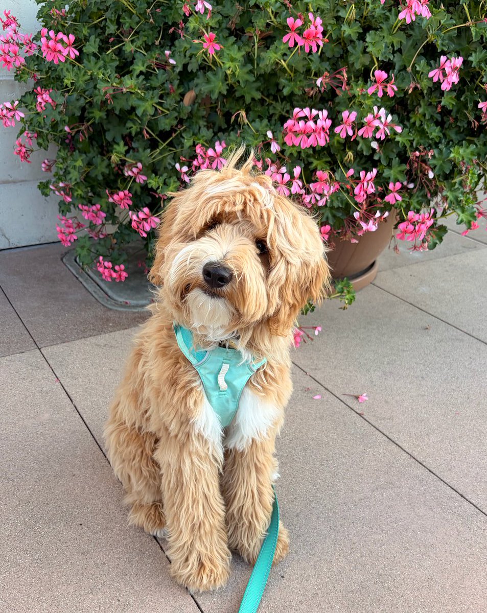 javajrr's tweet image. life is a fragile thing
one minute you can be complaining about markets going down and the next you can see your puppy's life flash before your eyes on what you thought was a simple walk
a snarling, highly-aggressive dog i've never seen in my neighborhood before charged out…