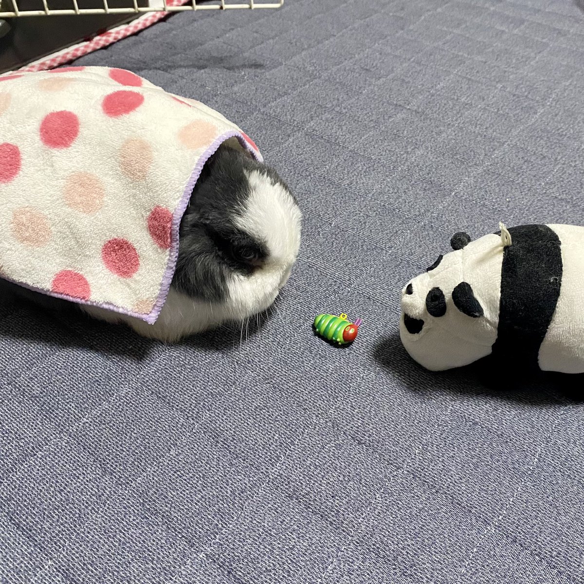 おはようもこ🐰
両者にらみ合い🐰🐛🐼
#うさぎ　#うさぎのいる暮らし
