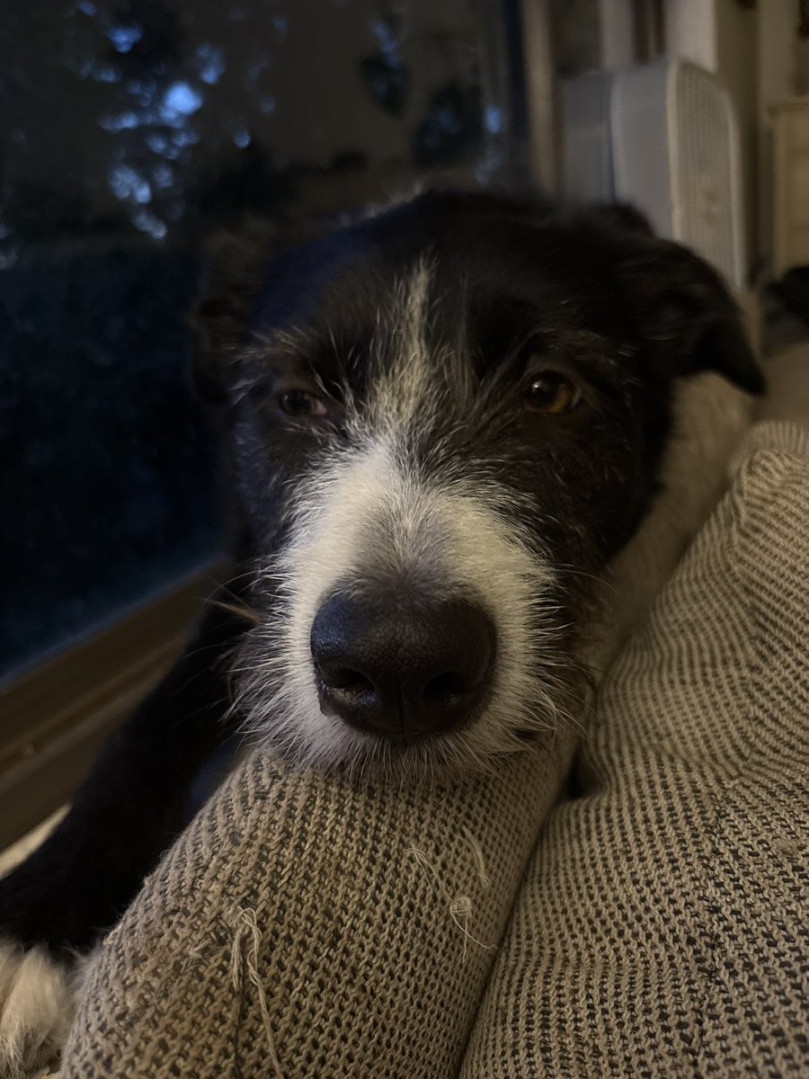 DanceRatK's tweet photo. @Hooplaoly @pdxfrontline My dog has that same fuzzy snoot and forehead fluff! What’s his breed? https://t.co/HCEePyVjiC