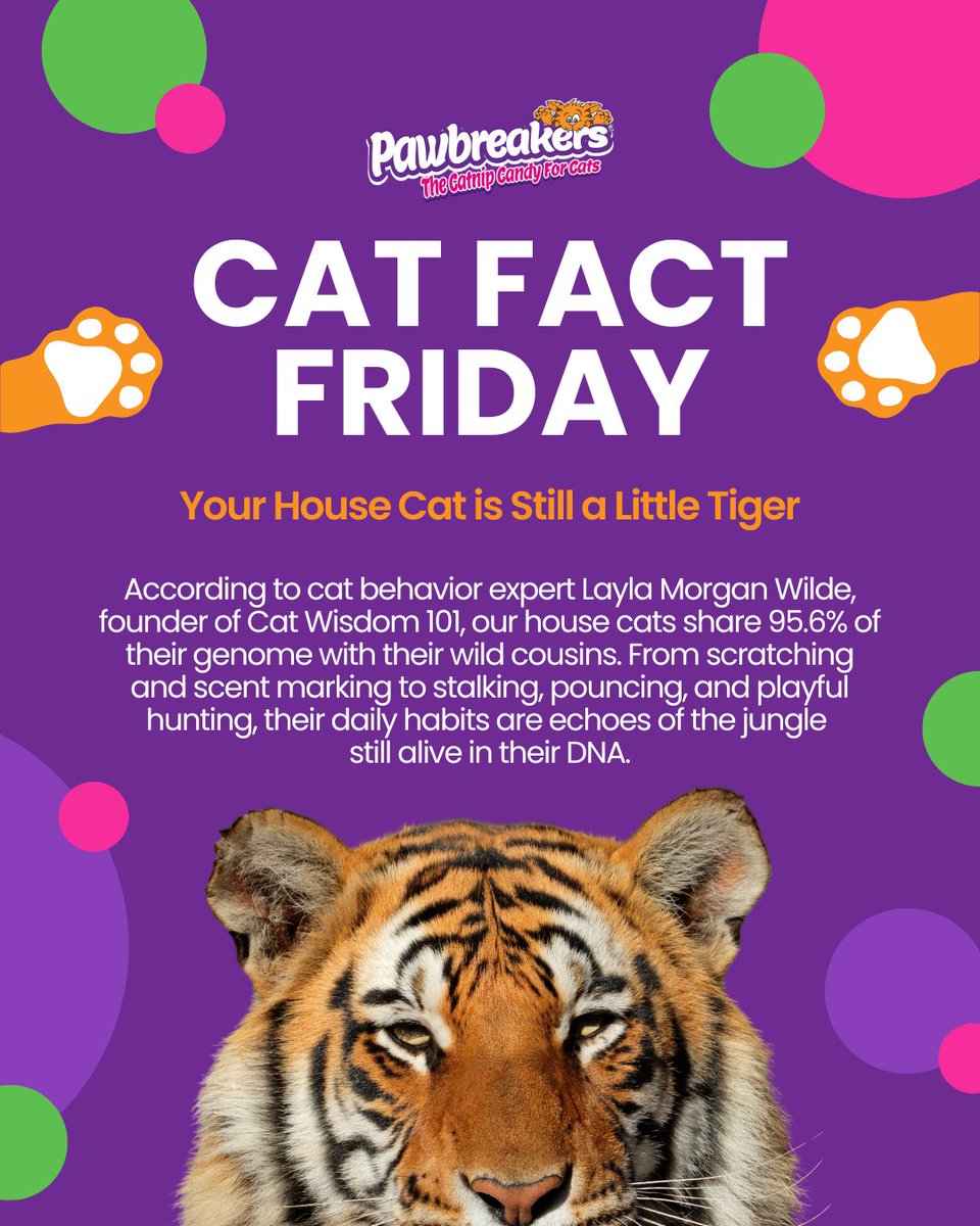 MrCatnip_222's tweet image. Guess what? Your cat still has their instincts passed down from the jungle!
Next time your kitty stalks a toy, remember, you’re living with a little tiger! 🐾
#pawbreakers #catniptoy #tigercat #pounce #playfulcat #similar
wix.to/br7HRPy
