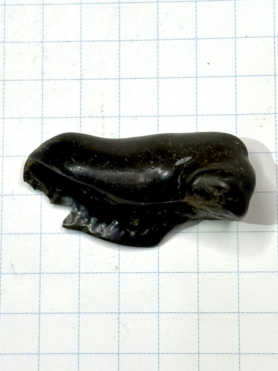 イルカの耳骨です。 「ほてい石」（耳周骨）の方ではなく、鼓室胞の方