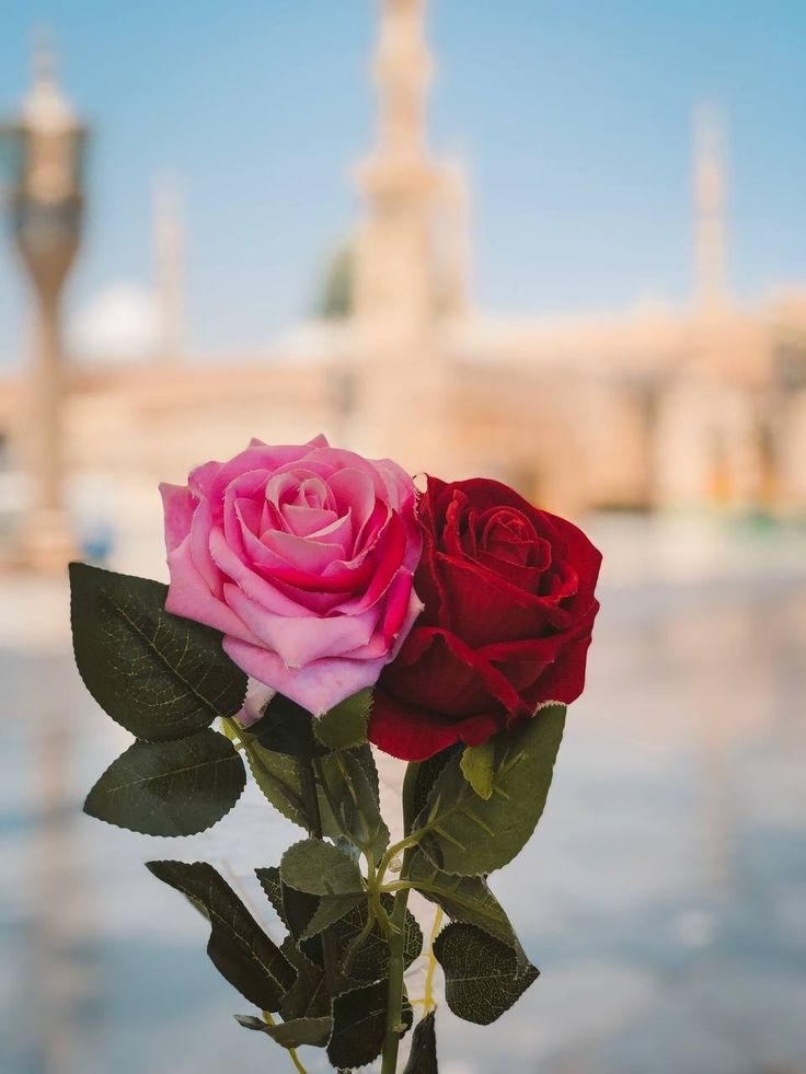 السلام علیکم 110🙌🏻
صبح بخیر 🌸🤍🥀 

فخر ہے کہ تیری ﷺ آرزو میں جیتے ہیں 
ناز ہے کہ تیری ﷺ ذات سے تعلق ہے 

💚🤍🕊️
صلوات بر محمد ﷺ و آلِ محمد ﷺ مصطفیٰ (ص)
اللَّهُمَّ صَلِّ عَلَى مُحَمَّدٍ وآلِ مُحَمَّدٍ وعَجِّلْ فَرَجَهُمْ
#حسینی_فیملی
#قومی_زبان 
#ردائے_سخن