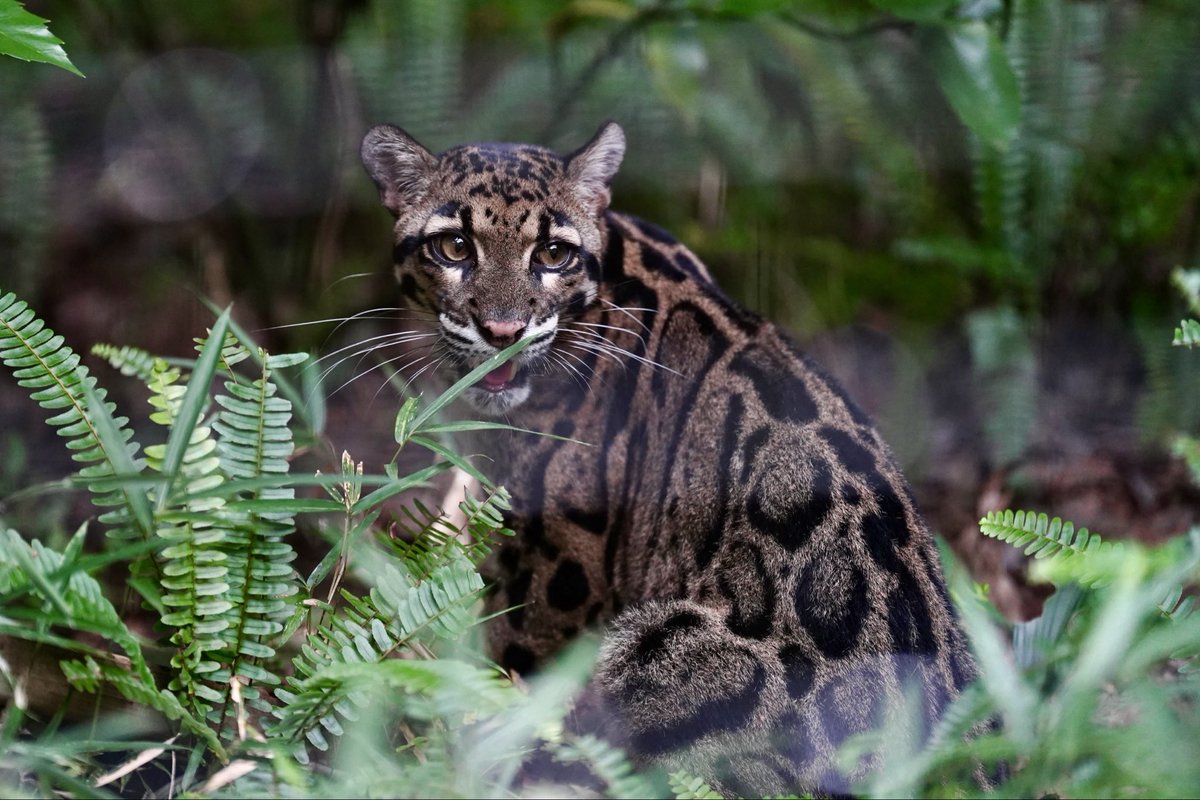 zenchan0830's tweet image. おはよウンピョウ
📷´-2025.09.15

 #ステイシー かな？
 #ウンピョウ
 #Cloudedleopard
 #アジアの熱帯林
 #よこはま動物園ズーラシア
 #ズーラシア
 #ZOORASIA