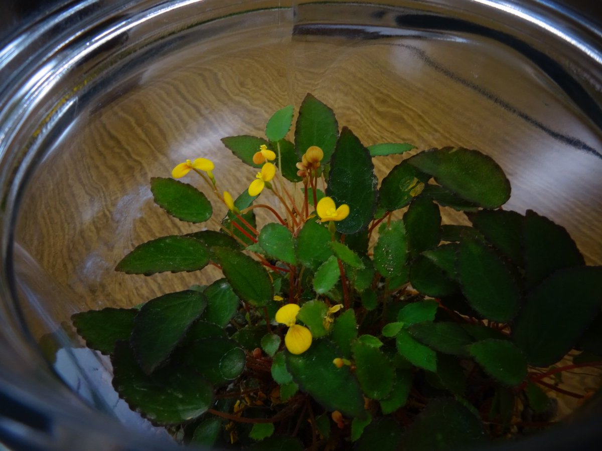 告知※拡散希望※一般参加募集

#日本ベゴニア協会関西支部　10月例会
2025/10/19㈰13時半吹田市花とみどりの情報センター講習室。
テラリウム講習会。参加費二千円（素材のベゴニア数種類、用土、容器を配布および実習）。
参加ご希望の方はこのアカウントにDMもしくは返信をお願いします。