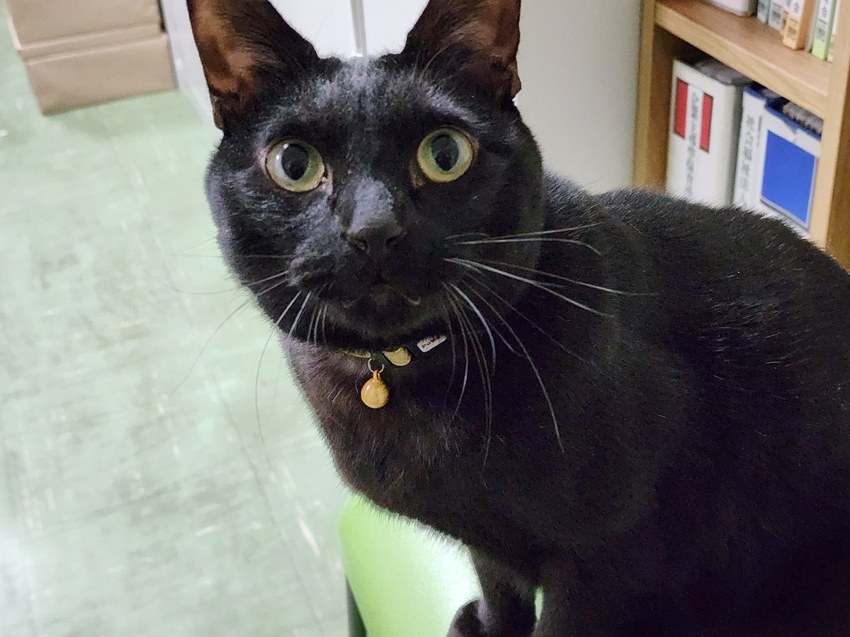 くろねこページ 08618367873065315501.jpg