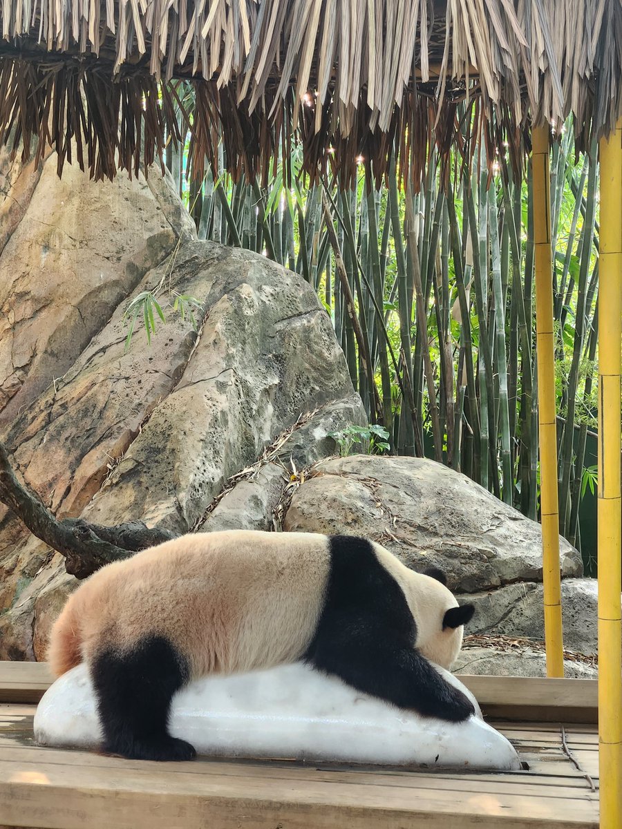 Сафари парк в Гуанчжоу 😍