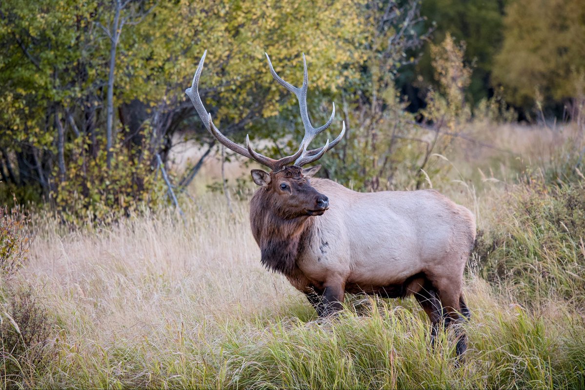 davidwattsjr's tweet image. 15 years ago in Rocky Mountain National Park… beautiful bull elk during rut season.
