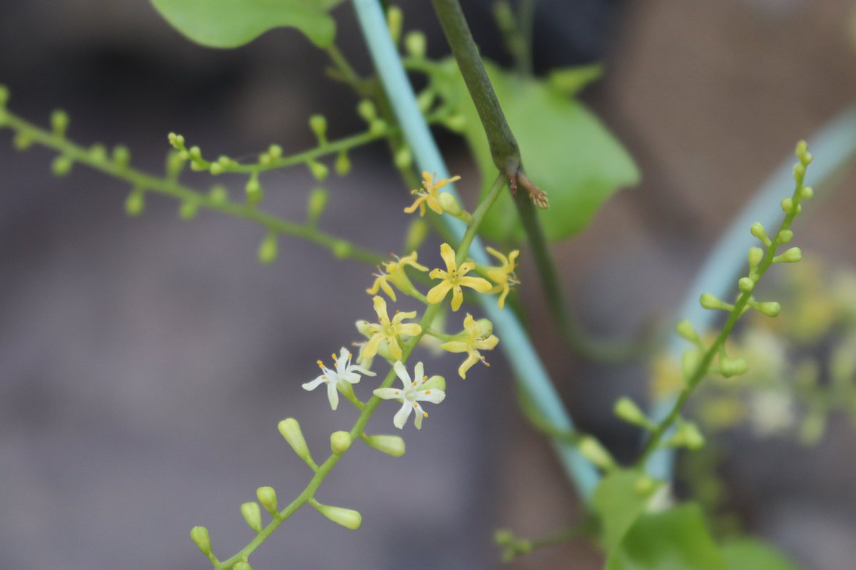 咲くやこの花館 on X