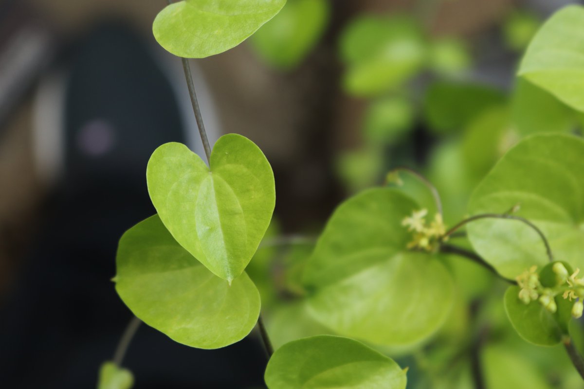 咲くやこの花館 on X