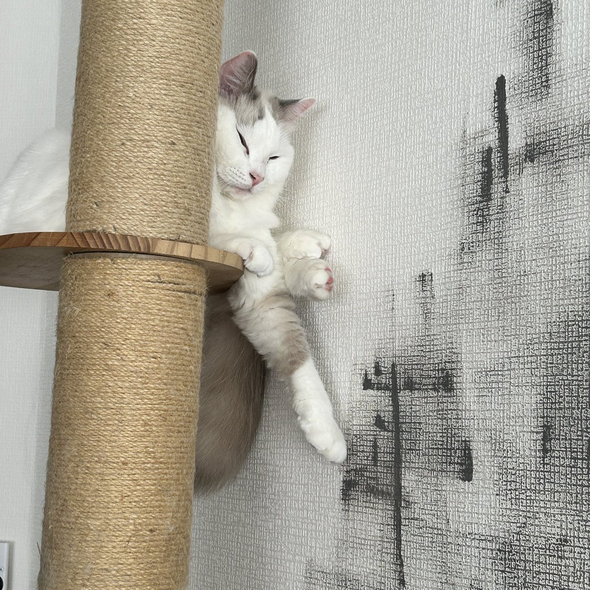 でみたん それ 合ってる？