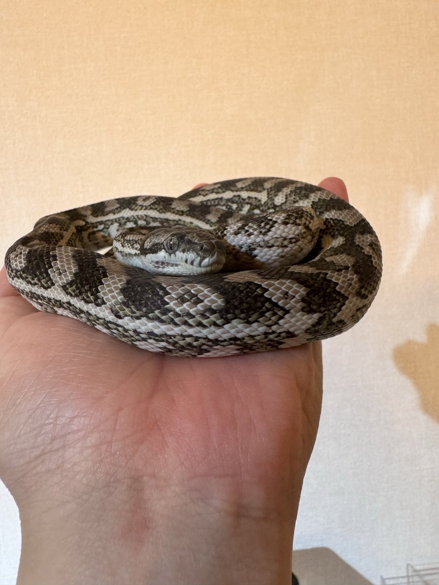 ryo_python's tweet image. ハンドリングしてもいつも脱力しててやる気なさそうなキャラメルアザン
#カーペットパイソン