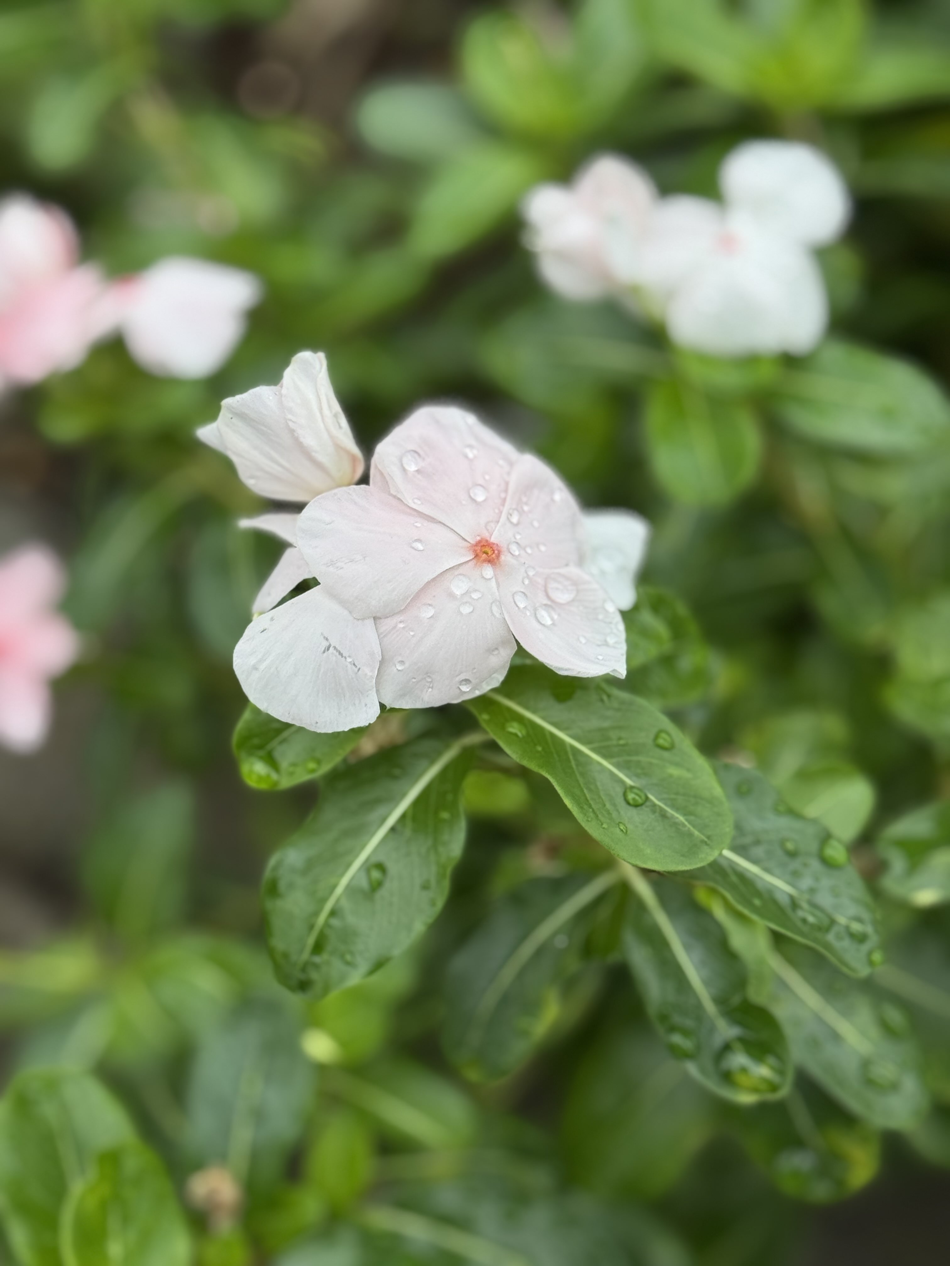 あるく花 はるこ on X: 