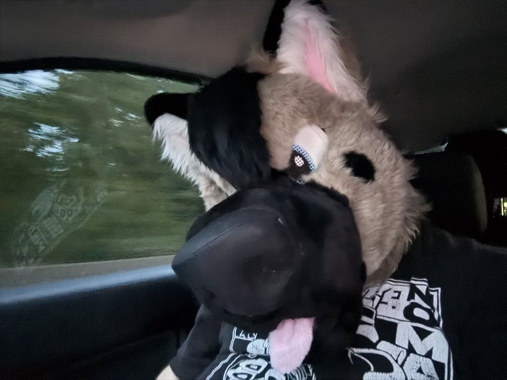 ni_shep's tweet photo. Oh look, it’s Ranger…going for a truck ride, in my Ranger!  #Furry #Fursuit #FursuitFriday #gshep #wolfshep https://t.co/fxeEs5YXAO