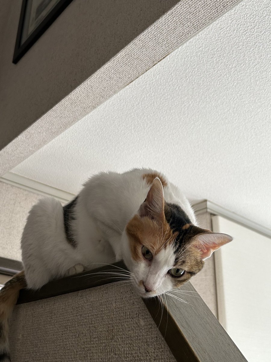 三毛猫 - Search / X