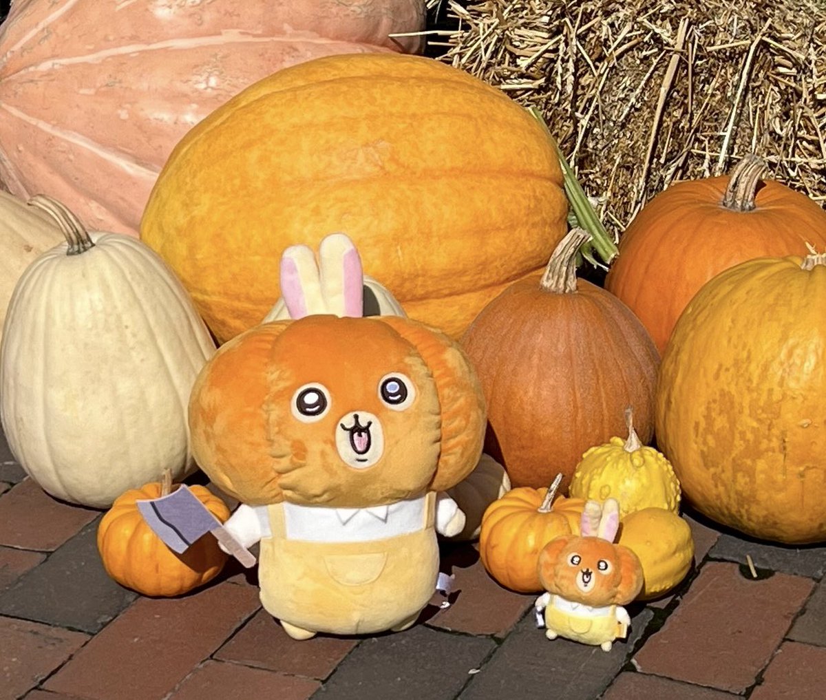 yukosu2525's tweet photo. かぼちゃうさぎ🎃

完全になじんでます✨✨ https://t.co/R3Qqsq5dbO