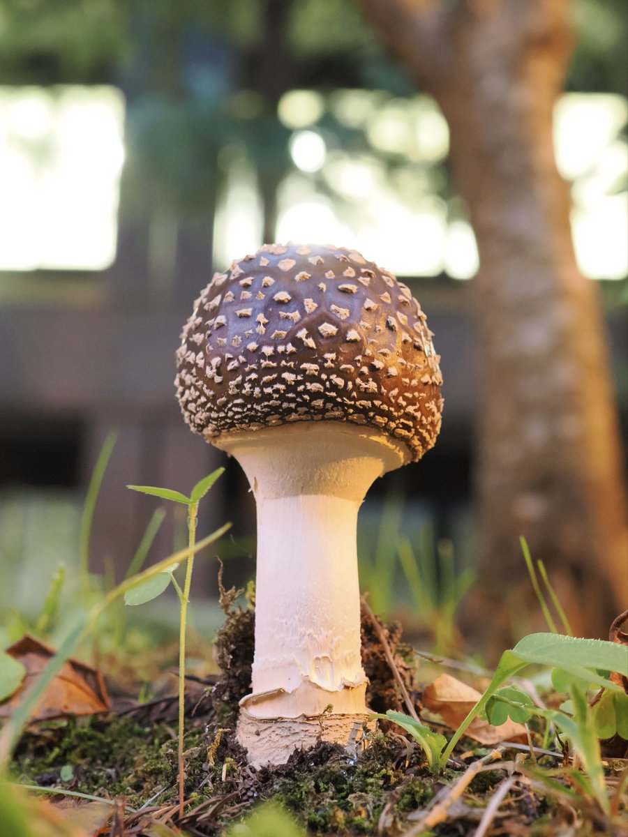 weaponshouwa's tweet image. 作り物のようなテングタケ。
まだ小さいもの。