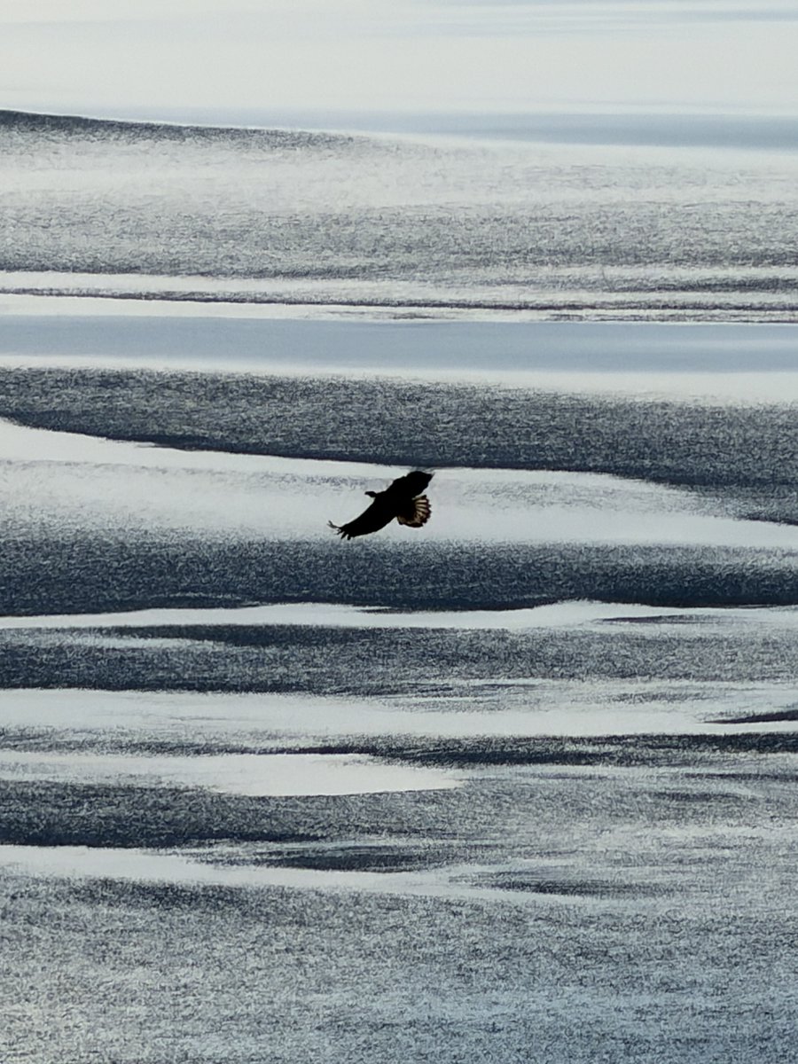 JohnBoyleIII's tweet photo. Young eagle flying over the Cook Inlet with the tide out https://t.co/Haz2VaSH81