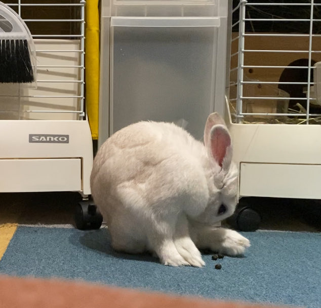 Ranmaru_Tube's tweet image. Eテレ「ヴィランの言い分」見ました！
ちゃんと調べてから飼うって伝えていただけてとても嬉しかったです。多頭飼育崩壊が起きませんように🙏🏻
@avocadohikaru さんのうさぎ気持ち悪くて笑いました😂
放送されたうんち食べてるうさぎがらんまるです🤭
 #ヴィランの言い分  #うさぎ