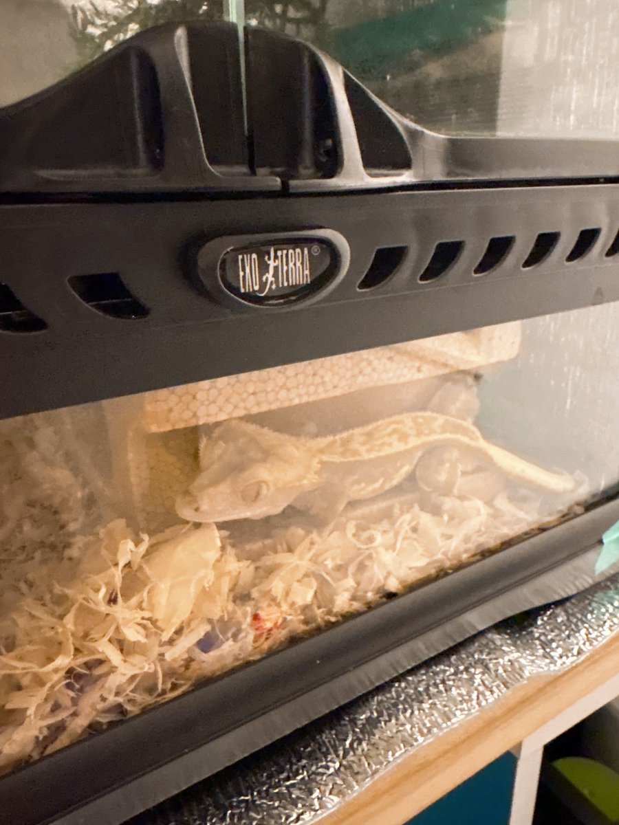 ayunosukeeee's tweet photo. うちのヤモちゃんたち🦎🦎 https://t.co/f4LAnXPy5u