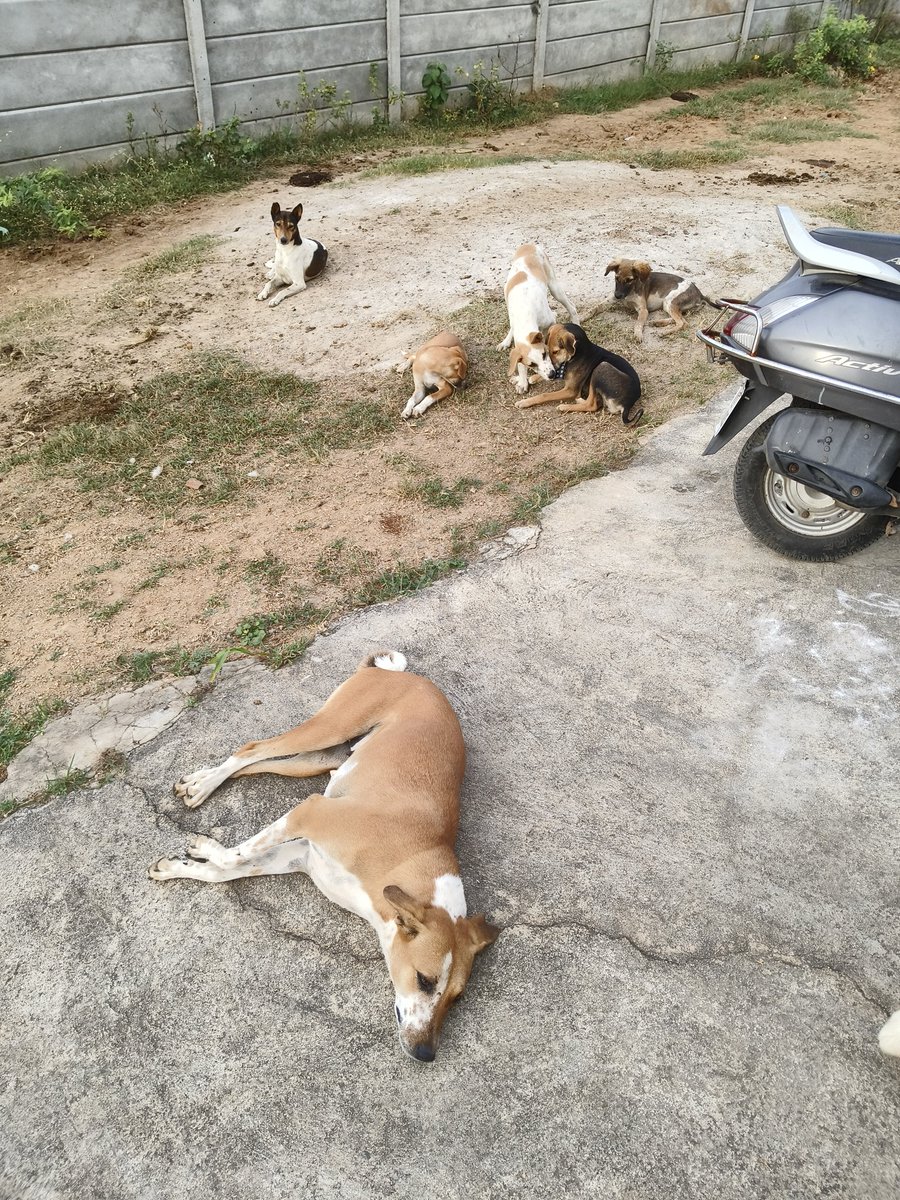 RoshanRoksy's tweet image. Happy, cared-for community dogs = A safer, more peaceful neighborhood. 🙏😇

#CommunityDogs #HappyPaws #SafeNeighborhoods #FeedTheStrays #DogLove #PeacefulPaws #CaringForDogs #StreetDogHeroes #KindnessToAnimals #CommunityCare #indiedog #indiandog