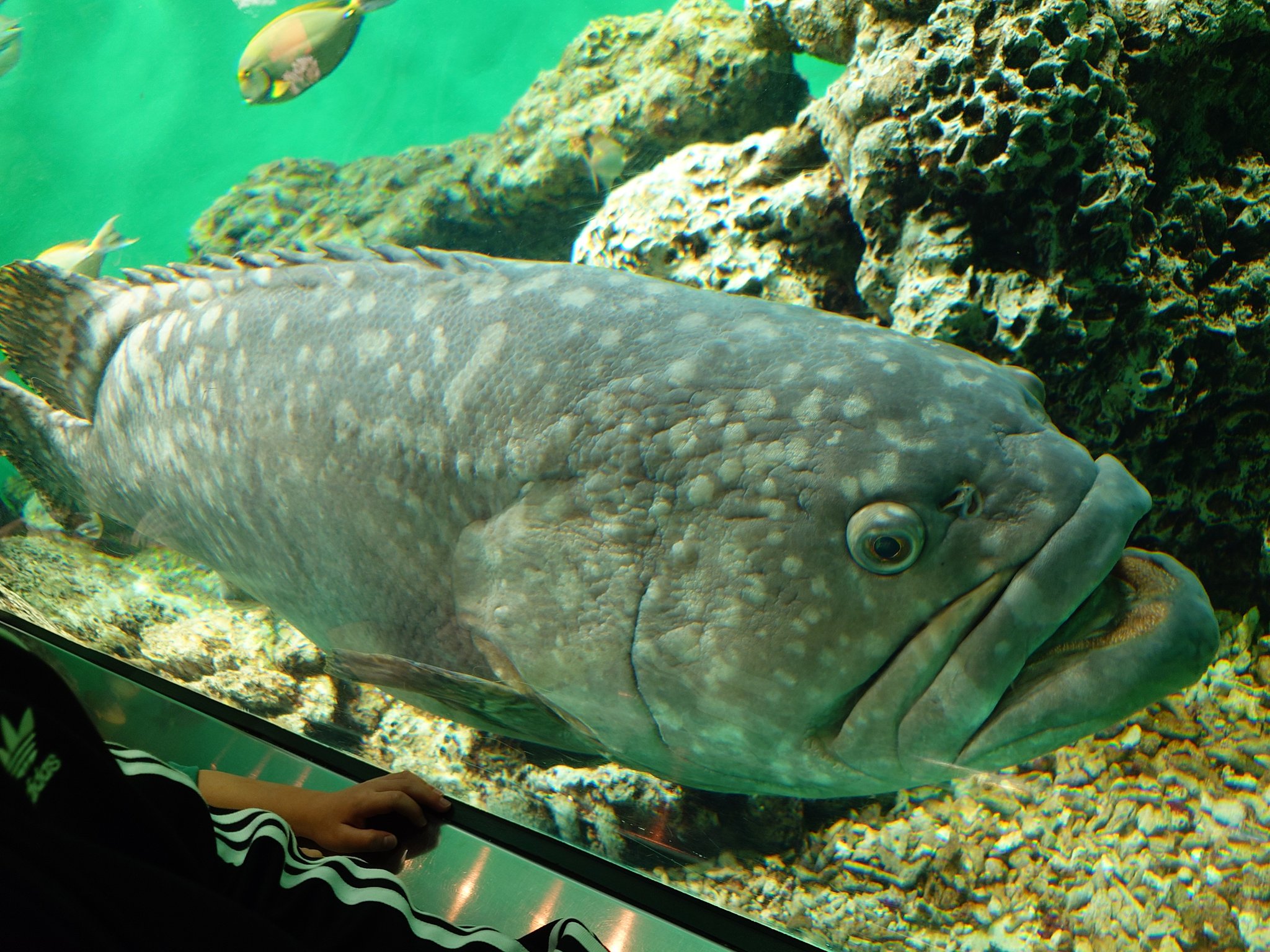 佐野元春/ナポレオンフィッシュ・ツアー・'89～自由への新しい航海 Amazon.co.jp: ナポレオンフィッシュ・ツアー'89～自由への