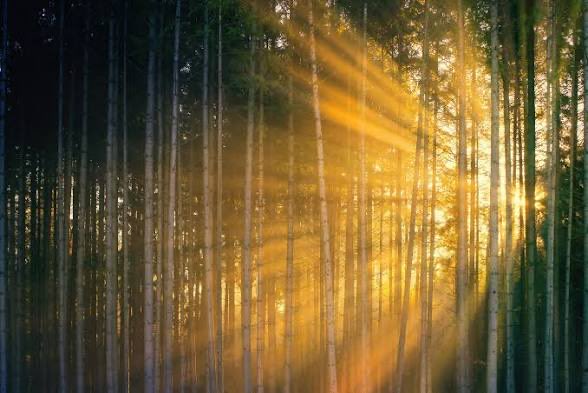 KnowledgeArchiv's tweet image. Stained glass was made to mimic the effects of light showing through trees

It’s resonates deeply with the subconscious mind