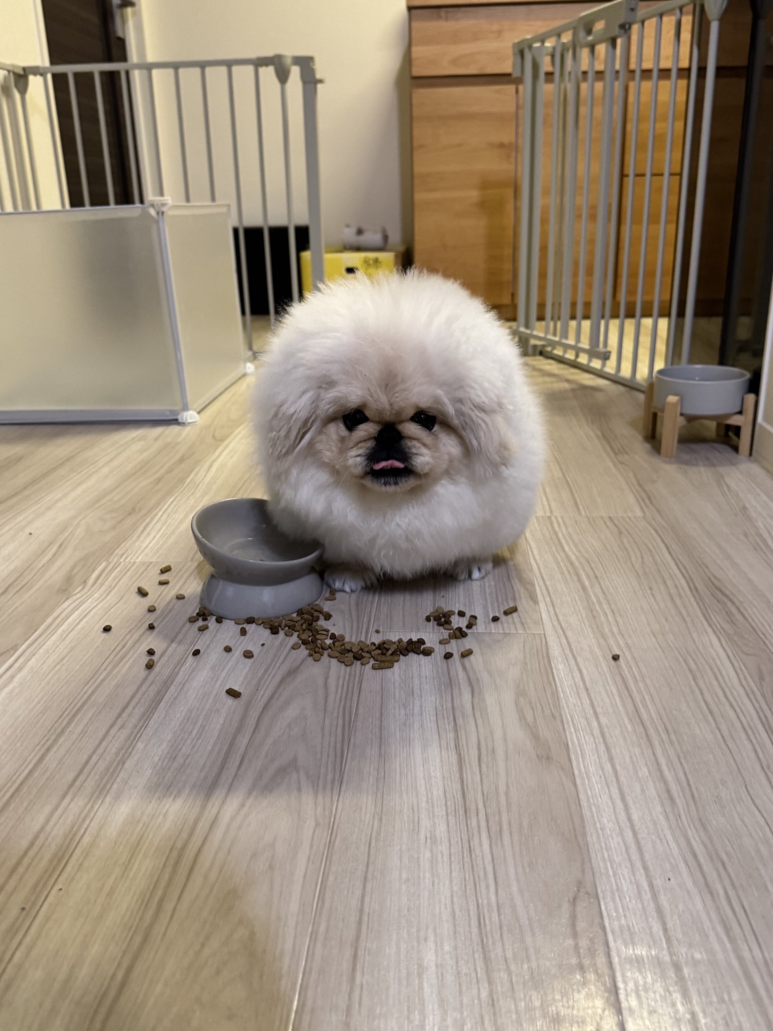 こまちよ。 (@notneko_chiyo) / X