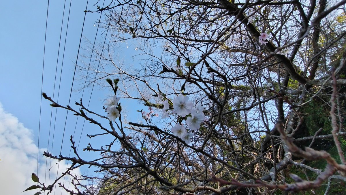 遠山之里の近くにある四季桜が咲き始めました🌸
