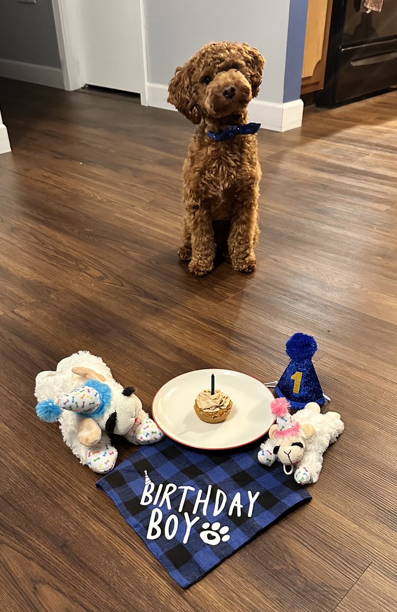 linedancerly's tweet image. Felix the dog celebrated his first birthday this week. This boy knows how to milk the camera. #poodlemodel