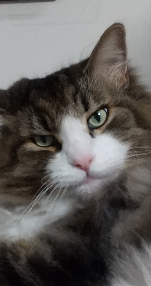 neko2suzu's tweet photo. 11歳男の子シブめの😼Rin🐾 https://t.co/552RDUZxSg