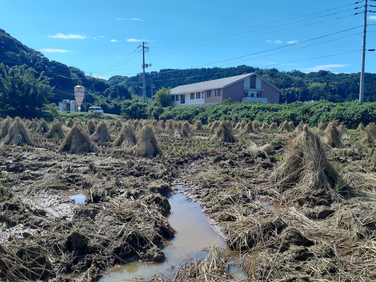 みんなだいすき    藁塚