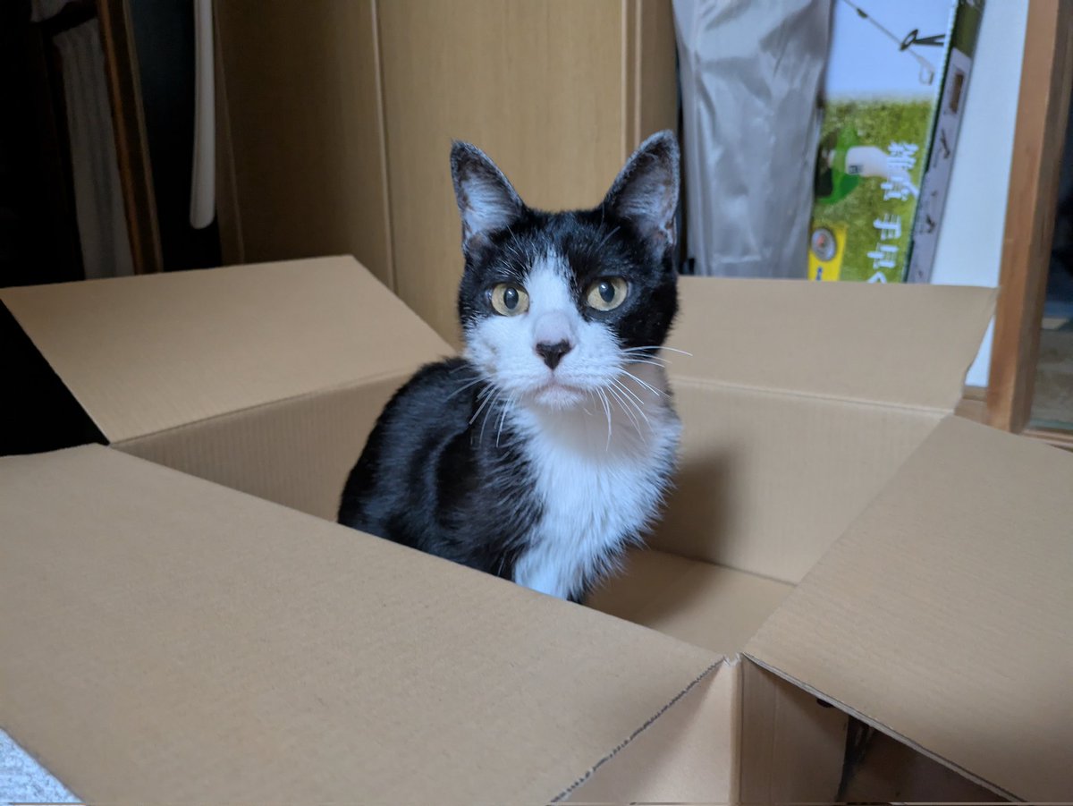 我が家のにゃんこ