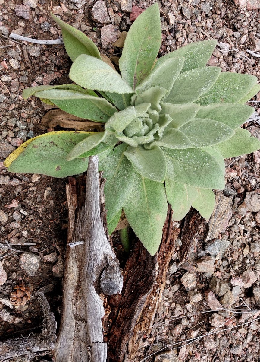C4COMPUTATION's tweet image. A dewy Verbascum thapsus spotted on the Picacho peak trails this afternoon.