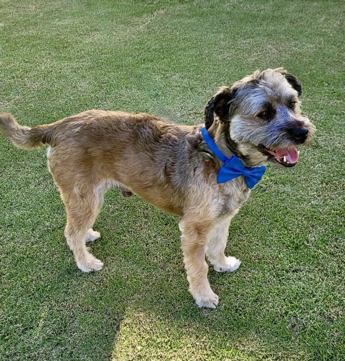 LovebugsRescue's tweet image. @lovebugsrescue Clovis had a glow up and he’s not mad about it. 🩵🐾
.
.
#lovebugsrescue #spaday #dog #dogstagram #dogsofinstagram #rescued #love #tibetanterrier