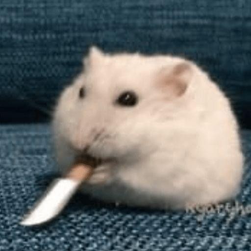 6kg 언제 뺌? 굶어야하나