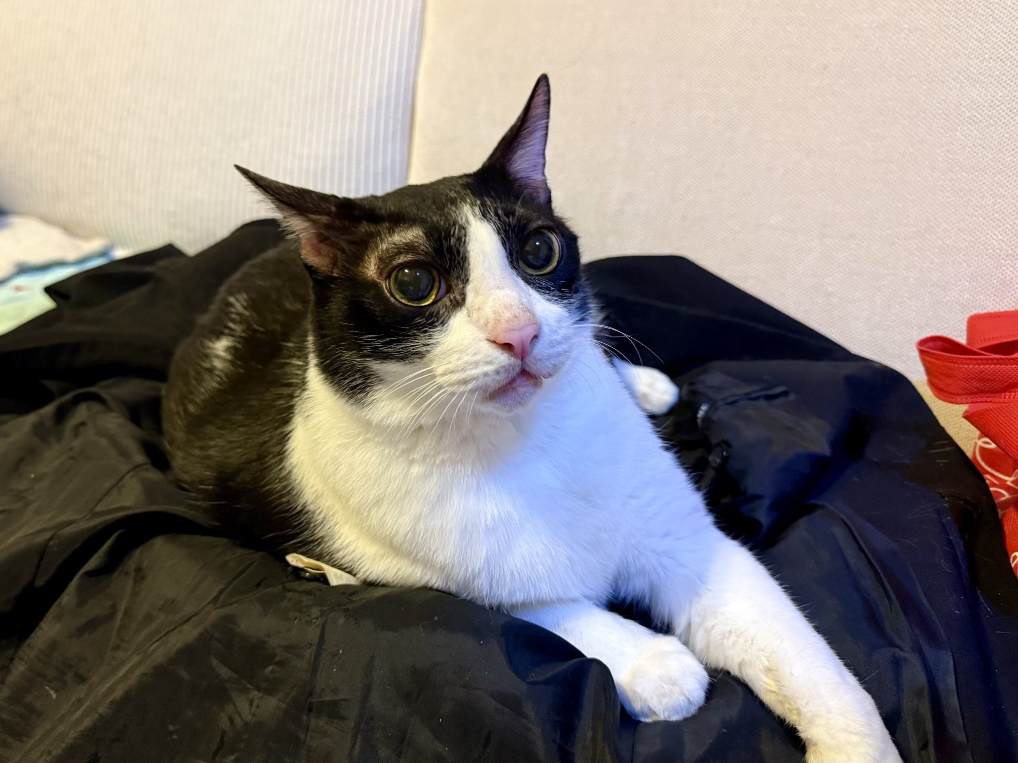 ハチワレ猫様 🌤️ #雑種猫 #雑種 #ミックス #ハチワレ #ハチワレ猫 #グレー猫