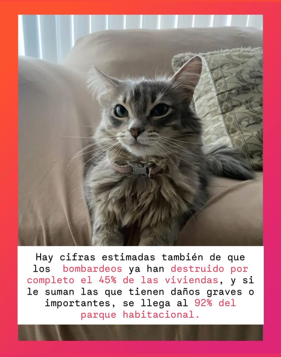 Miau. Es una burla mundial qué justo ahora que a nivel global estamos presenciando un gen•cldio (tal vez el más documentado y con más evidencia d que tenemos registro), el Nobel de la paz no esté relacionado con las muchísimas personas e instituciones que incansablemente están