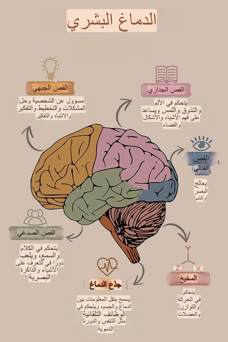 llolc0's tweet photo. أجراء الدماغ ووظائفها 🧠 https://t.co/iTjRoblJHv